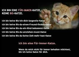 Meine Beiden Rabauken Bleiben Bis Zu Ihrem Naturlichen Lebensende Bei Mir Sie Haben Mich Als Ihr Frauchen Ausgesucht Und Ich Wer Katzen Katzenspruche Tierheim