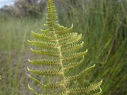 Image result for Thelypteris confluens