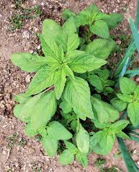 Image result for Amaranthus thunbergii