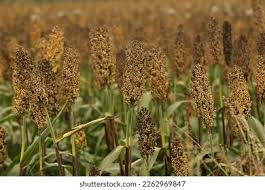 Image result for Panicum miliaceum