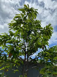 Image result for Annona muricata