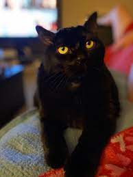 Learn the different symptoms and to diagnose throat cancers, doctors may do a physical exam and history, imaging tests, and a biopsy. My Kitty S Cancer Is In Remission He Had Laryngeal Cancer But He S Doing Much Better Cats