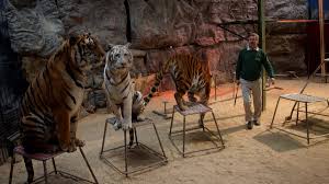Cute baby animals pet birds domestic cat animals tiger love wild tiger feline tiger siberian tiger. Vergleichsverhandlung Raubtierpark Von Rene Strickler Schliesst Spatestens Am 31 Dezember 2015