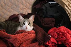 Elsie nelson (author) from pacific. How To Get Rid Of Cat Pee Smell All About Cats