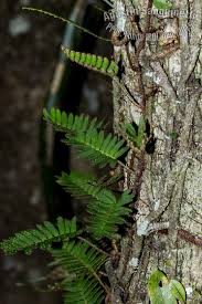 Image result for Pleopeltis