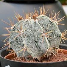 A man can die but once. 13 Rare Cactis Ideas Succulents Cactus Cactus Plants