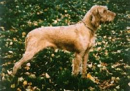 Image result for maďarský ohař drátosrstý