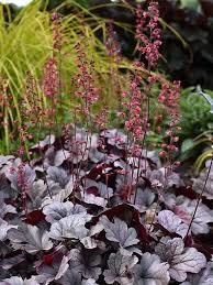 Heuchera Silver Gumdrop Bluestone Perennials The young leaf of 'silver gumdrop' is grey and brown purple throughout with darker brown purple along the veins whereas the young leaf. heuchera silver gumdrop bluestone