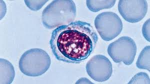Image result for T-Lymphocyte