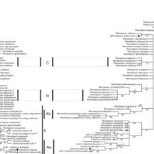 Image result for Cenchrus trisetus