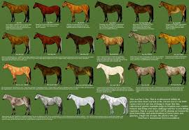 history of horse coat colors the emperors new coats