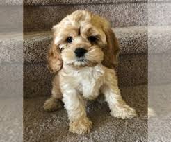Email us now for more info! View Ad Cock A Poo Litter Of Puppies For Sale Near Florida Land O Lakes Usa Adn 201770