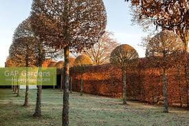Image result for hornbeam hedge in winter