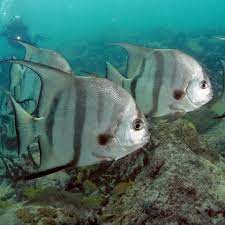 Both acts contain provisions to impose a federal moratorium on striped bass fishing in states that fail to comply with the commission's management plan. Atlantic Spadefish Wikipedia