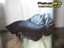 Some of the fighters don't know what defeat is, but only die to make a great fighter, your betta needs special water conditioning. Best Fighter Betta