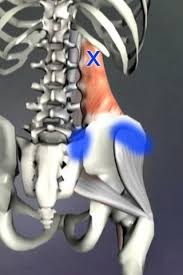 Pin On Pilates Anatomy