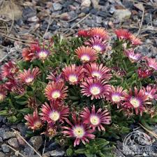 Image result for Delosperma mahonii