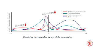 Progesterona Definicion Niveles Sintomas De Baja Progesterona Y Mas
