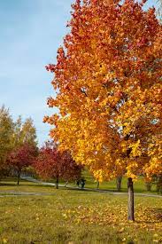 It has a high canopy of foliage that sits well above the ground, and should not be planted underneath power lines. Autumn Fantasy Maple 5 Gal 4 8 King Nursery
