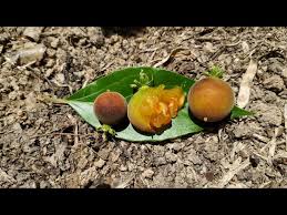 Image result for Dovyalis xanthocarpa