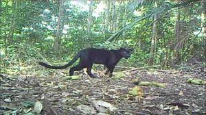 Look through examples of harimau kumbang translation in sentences, listen to pronunciation and learn grammar. Kenyir Wildlife Corridor Bm Mp4 Youtube