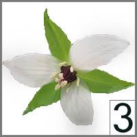 Image result for Menodora heterophylla