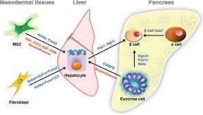 We did not find results for: Rejuvenating Liver And Pancreas Through Cell Transdifferentiation Cell Research