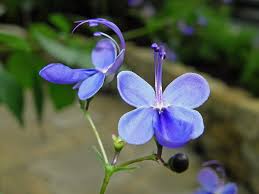 Image result for Rotheca myricoides