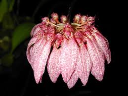 Image result for Bulbophyllum burttii