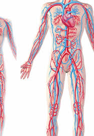 The Cardiovascular System Physiology Diagnostics And Clinical Implications Intechopen