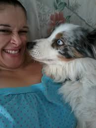 Lost blonde poodle at Homebush boarding kennels