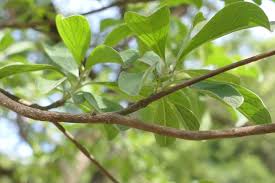 Image result for Terminalia phanerophlebia