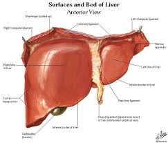 Several diagrams of liver structure removed for copyright reasons. Diagram Of Liver Healthiack