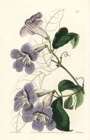 Image result for Bignonia callistegioides