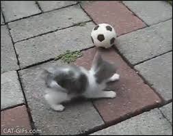 Kitten playing (kitten vs kid). Playful Kitten Gif Funny Kitty Playing Soccer Like Crazy Dribbling Like Maradona When He Was Younger Kitten Gif Cat Gif Kittens Playing