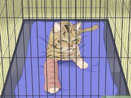 Arthritis usually affects the back legs in cats older than 10. How To Splint A Cat S Broken Leg With Pictures Wikihow