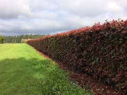 Photinia red robin is probably the most popular of the hedge varieties. Photinia Instant Hedge Mature Screening From Practicaity Brown