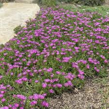 Image result for Delosperma spp.