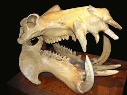 11 Reasons Hippos Are The Most Awesome Animals Of All Time Animal Skeletons Animal Skulls Animal Bones