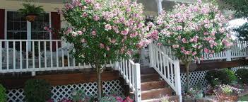 Rose of sharon (hibiscus syriacus) is a flowering bush that comes in many cultivars. Hibiscus Rose Of Sharon Shrub Althea Hibiscus Syriacus Aphrodite