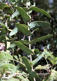 Image result for Plicosepalus amplexicaulis
