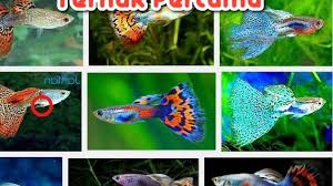 Ikan ini dapat mencapai harga sekitar 80 $ , ini merupakan harga yang luarbisa bagi ikan simungil ini. Harga Ikan Guppy Juni 2021