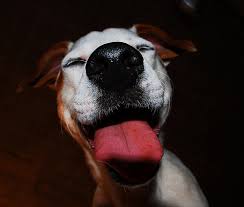 9 Facts About Your Dogs Tongue
