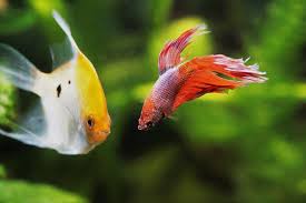 89,775 likes · 273 talking about this. Betta Fish Peta