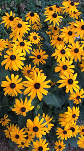 Black And Yellow Flowers Wallpaper Pin On Beautiful Stunning