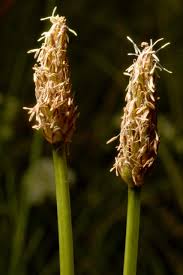 Image result for Eleocharis marginulata