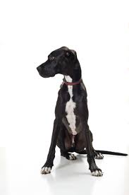 Black And White Lab Mix Viewing Gallery For Great Dane Black Lab Mix Puppies Lab Mix Puppies Great Dane Black Lab Mix