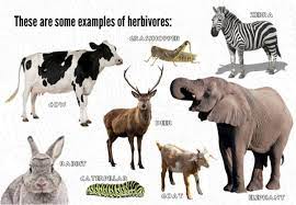 As a result of their plant diet, herbivorous animals typically have mouthparts adapted to rasping or grinding. What Are Some Examples Of Herbivorous Animals Quora