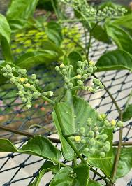 Image result for Cayratia gracilis