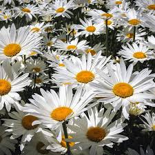 Sunflowers and daisy bouquets come in several sizes and styles. Shasta Daisy Seeds Chrysanthemum Maximum American Meadows